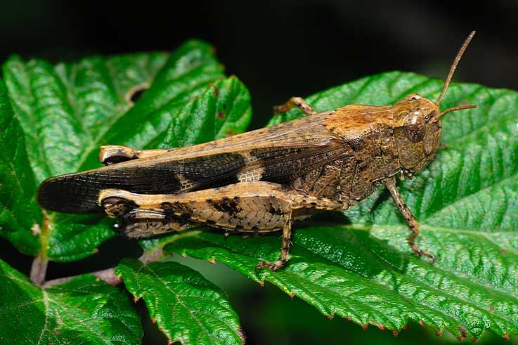 Aiolopus strepens (Acrididae)